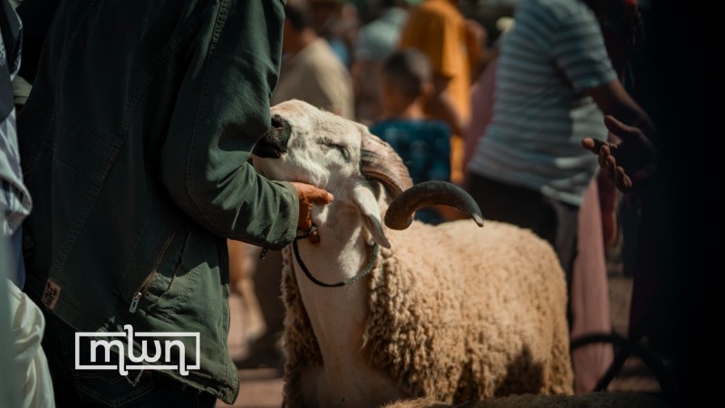 livestock at Mechraa Belksiri