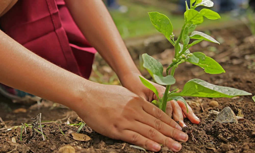 Algeria Forest Fires: Campaign Aims To Plant 250,000 Trees