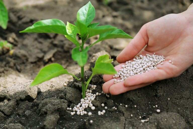 11-Year-Old Kenyan Girl Grateful for Morocco’s ‘Fertilizer Gift’