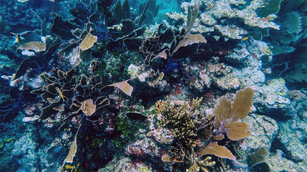 14% of World’s Reefs Disappeared in Past Decade