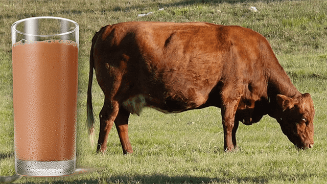 Nearly 10% of Americans Believe that Milk Chocolate Comes from Brown Cows