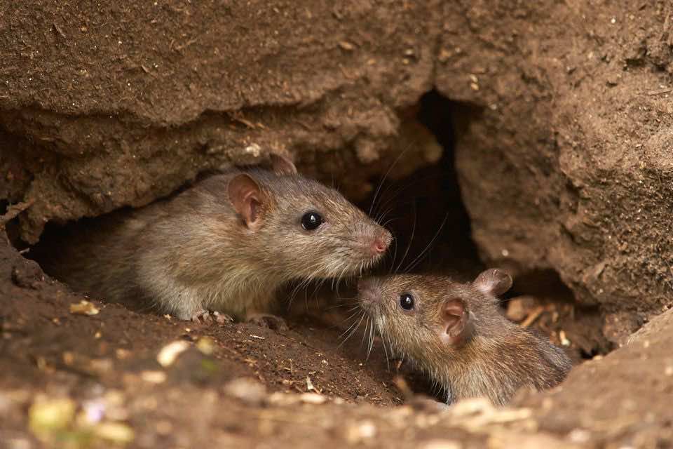 Over 3000 Cases of a Parasite Disease Recorded in Southern Morocco