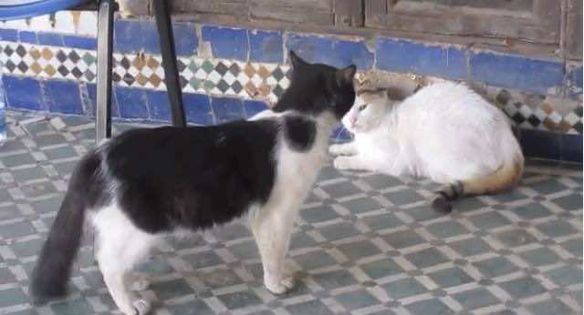 Fight Like a Cat: “Just Meow, God Will Fight”