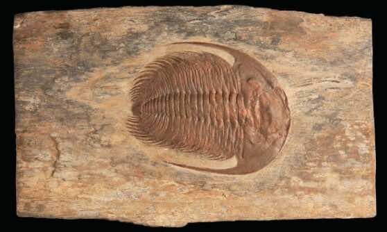 Auction Sells Moroccan Fossil for Over $3000 Auction