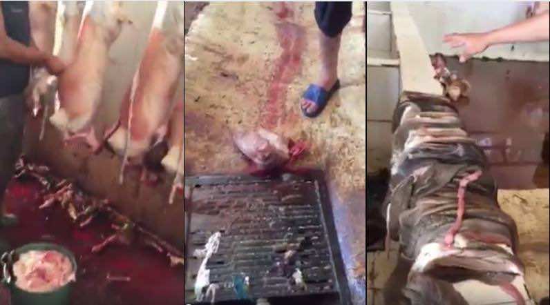Berkane Slaughterhouse Closed for Investigation, Complaint Issued Against Whistleblower