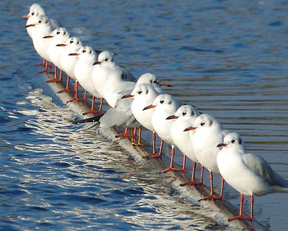Reflections on Positive Capability
