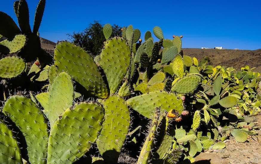Agriculture Ministry Devotes MAD 80 Million to Protect Cacti from Bugs