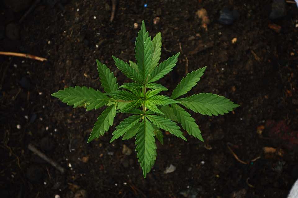 Cannabis Legalization: What You Need to Know About Morocco’s Bill