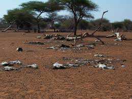 Arab League calls for rescuing Somali people from drought