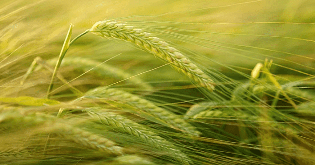 EIB Signs €200 Million Deal to Support Morocco’s Agriculture