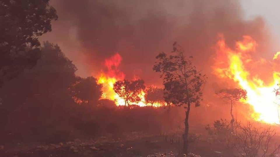 Algeria: Deadly Forest Fires Possible Result of Criminal Acts