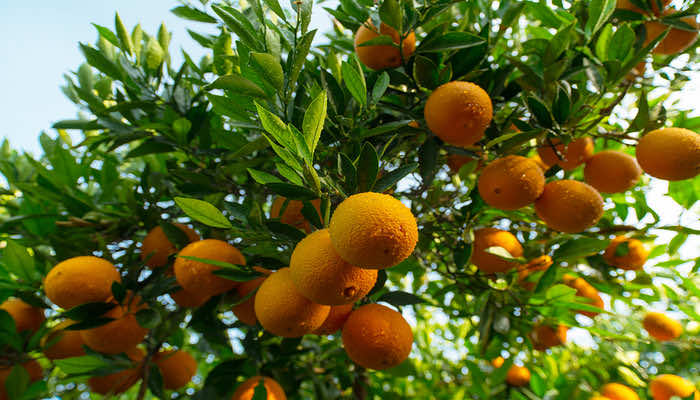 Morocco to Limit Citrus Exports After 50% Production Drop