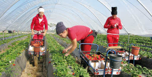 French and Spanish Crops in Trouble Over Shortage of Moroccan Workers