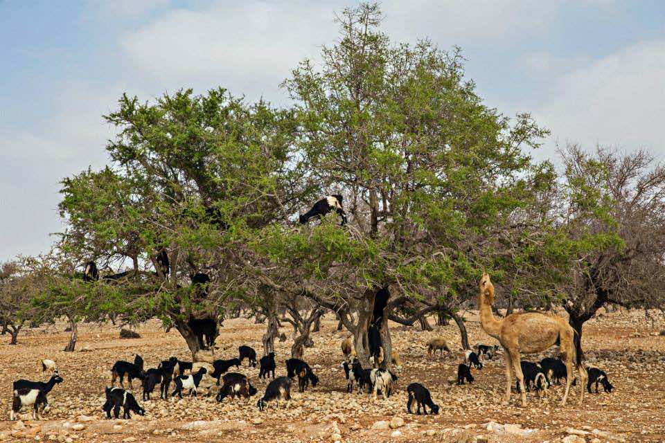 Argan: Morocco’s Tree of Life