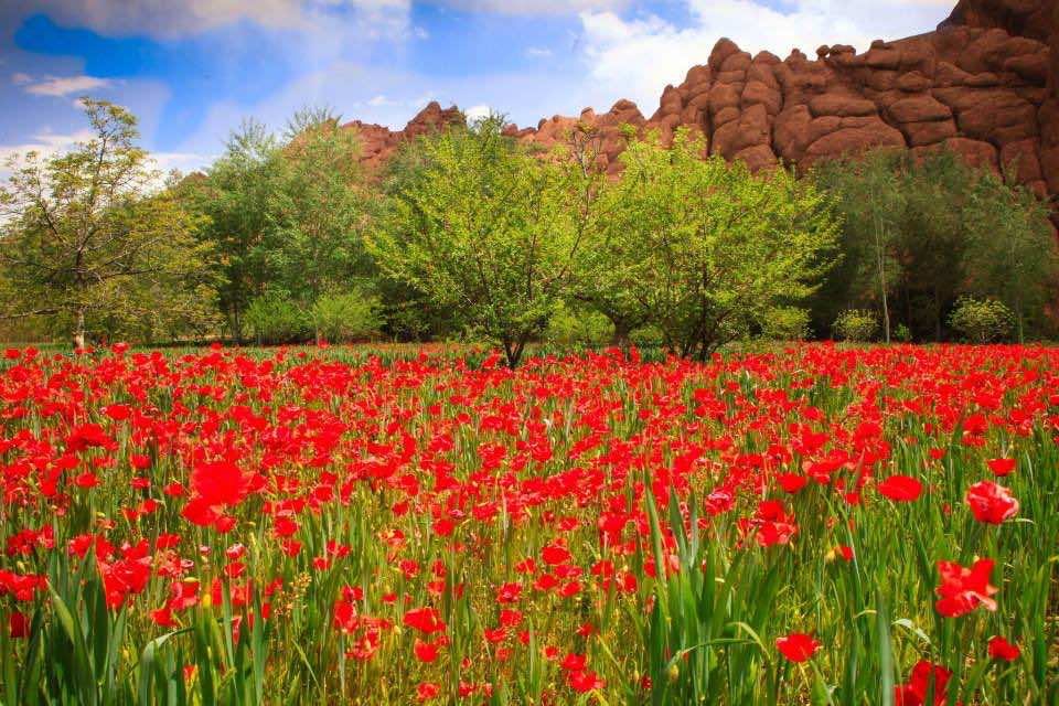 Spring is coming despite winter – Poem