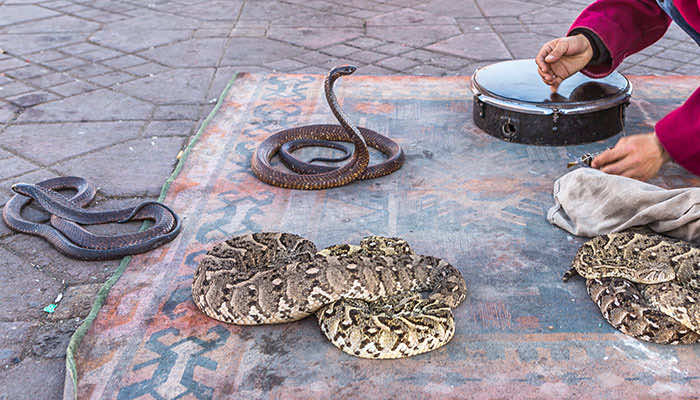 Marrakech Police Arrest Snake Charmer for Trying to Charge Tourist €40 for Photo