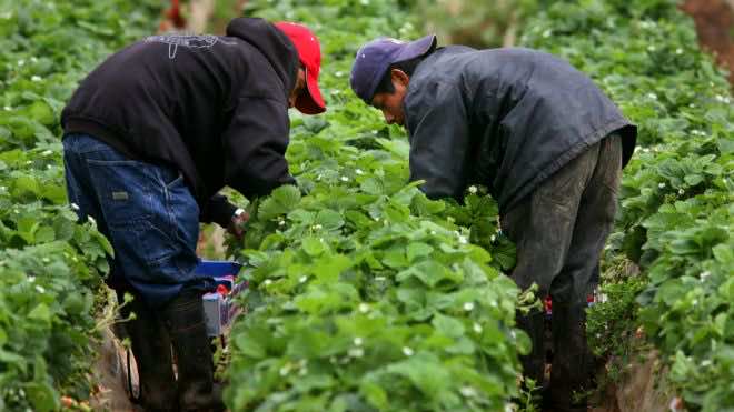 Ministry of Labor: Moroccan Agricultural Workers will Depart for Spain in April