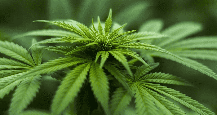 Minister: Morocco’s Legal Cannabis Bill to Boost Farmers’ Income