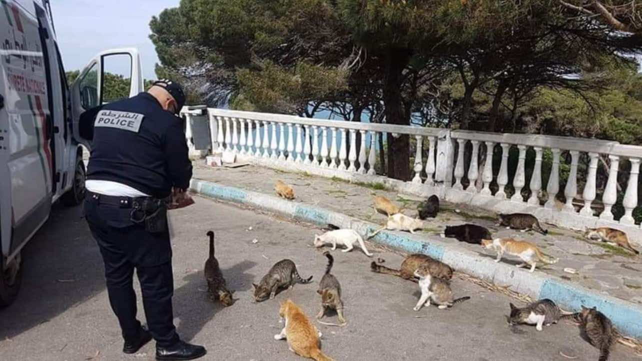 Moroccan Police Feed Stray Cats, Dogs Amid COVID-19 Lockdown