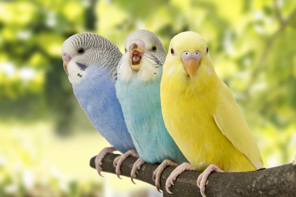 Moroccan, European Security Services Dismantle Bird Trafficking Network