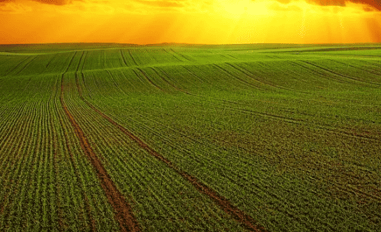 Morocco Announces Crop Rotation Program for Next Agriculture Campaign