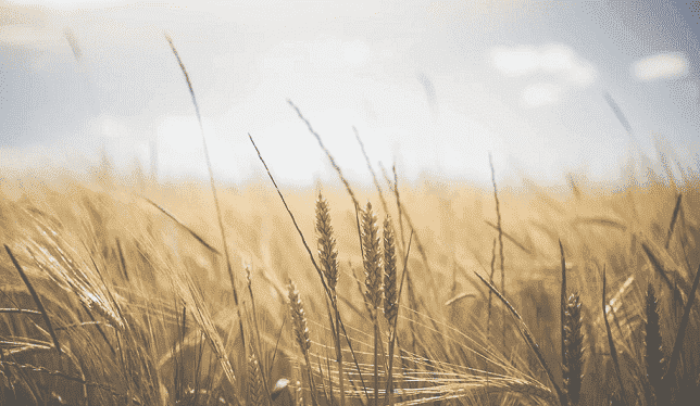 Morocco Celebrates Successful Start to Agricultural Export Campaign
