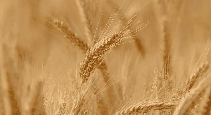 Morocco to Import 354,000 Tons of US Durum Wheat