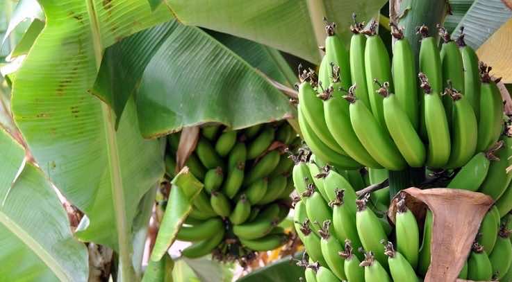 Morocco to Start Importing Bananas from Canary Islands