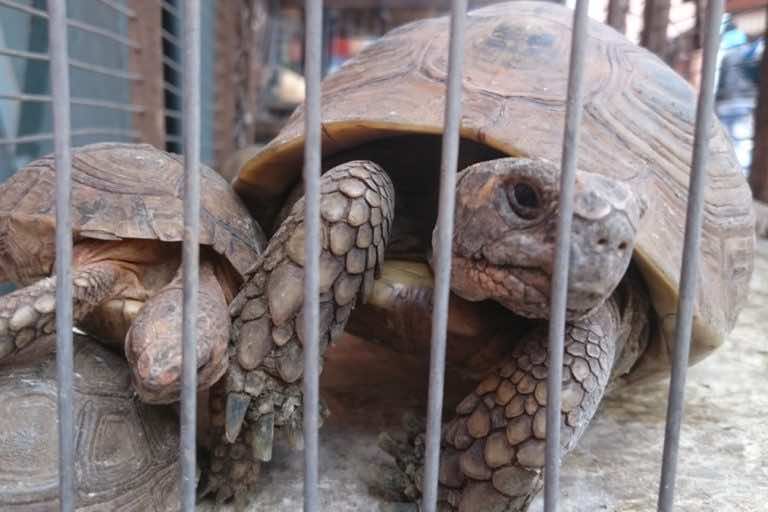 Study: Wildlife Suffers from Hunger, Thirst, Heat in Moroccan Markets