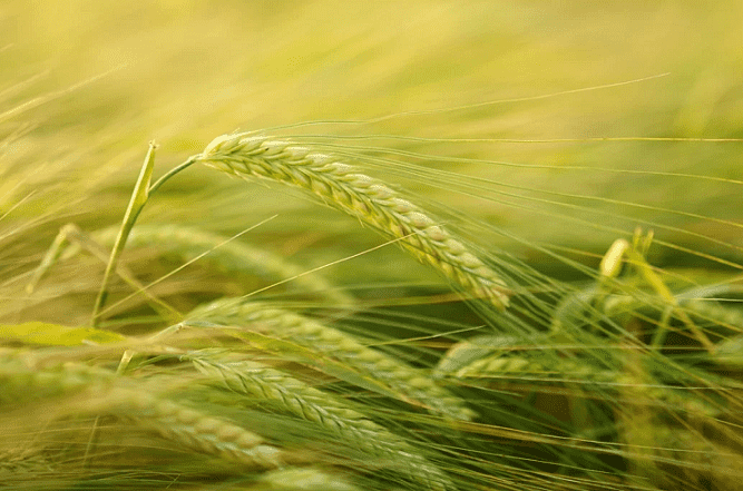 Morocco’s Agricultural Production to Increase in 2021