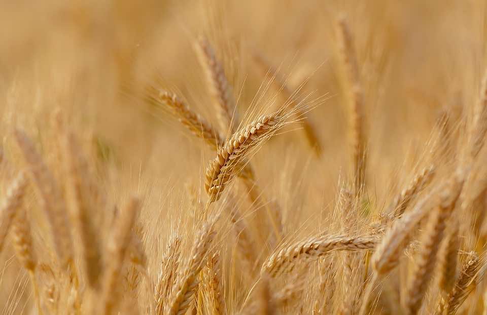 Morocco’s Cereal Production Down 40.5% in 2018-2019 Crop Year