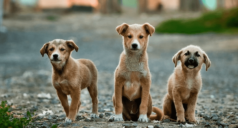 Morocco’s Purebred Marketplace
