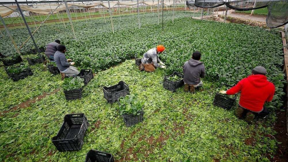North African Migrants to Benefit from Italian Employment Contracts