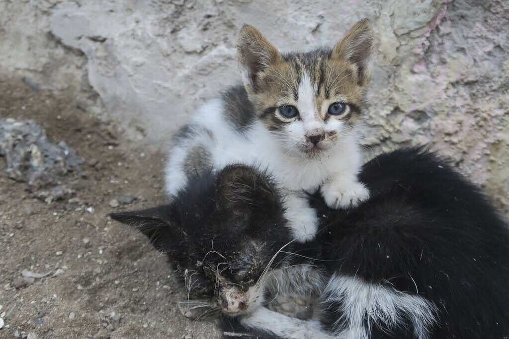 Opinion: Morocco’s Street Cats Are Not Cute