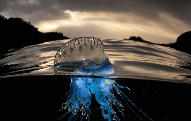 Portuguese Man o’ War Jellyfish Invade Morocco’s Atlantic Seashores