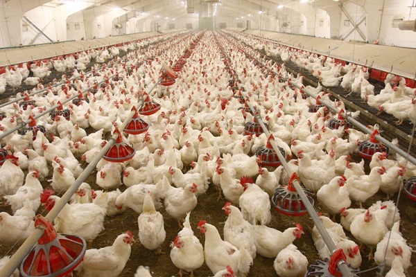 Avian Flu: Morocco Bans German Poultry