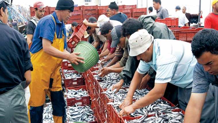 Spain, Portugal Urged to Ban Sardine Fishing in 2019
