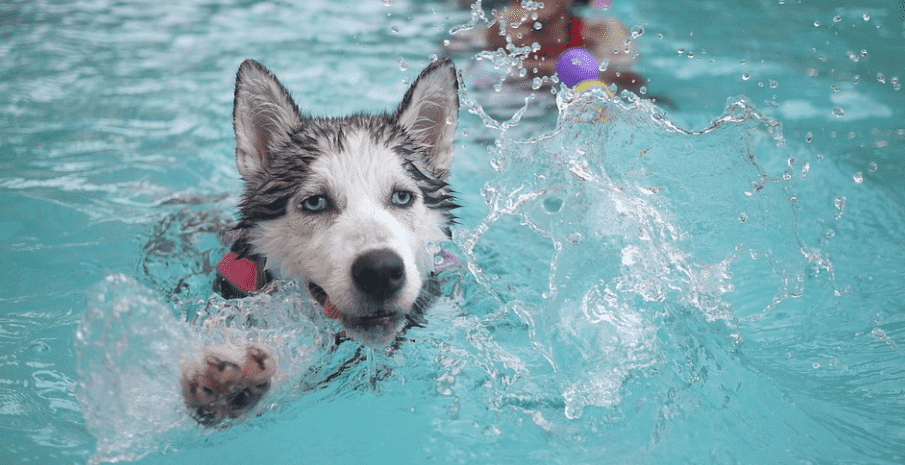 Shabaab and their Trophy Dogs: Morocco’s Canine Culture