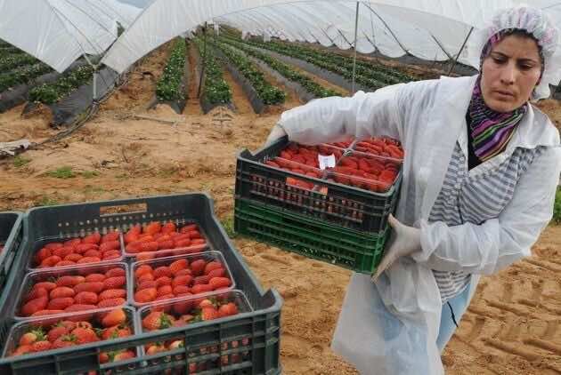 Spain to Hire 16,500 Moroccan Workers for 2020 Strawberry Season