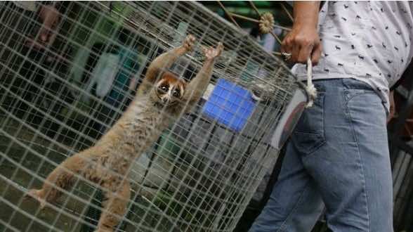 Spanish Civil Guard Dismantles Protected Animals Trafficking Network to Morocco