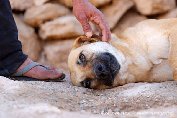 Stop the Mass Shooting of Stray Dogs in Kser El Kebir