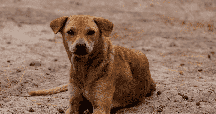Stray Dogs Attack 12-Year Old Boy in Southern Morocco