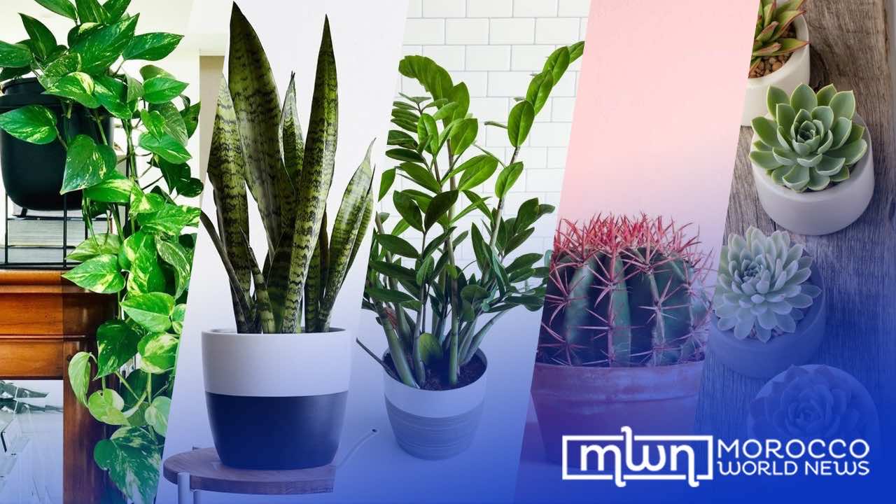 7 Best Indoor Gardening Books for New Plant Parents - Growfully, image size:1280x720