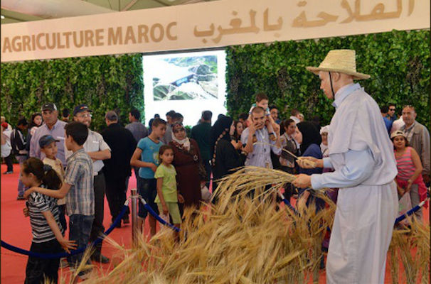 Korean Rice and Its Economic Lessons for Morocco