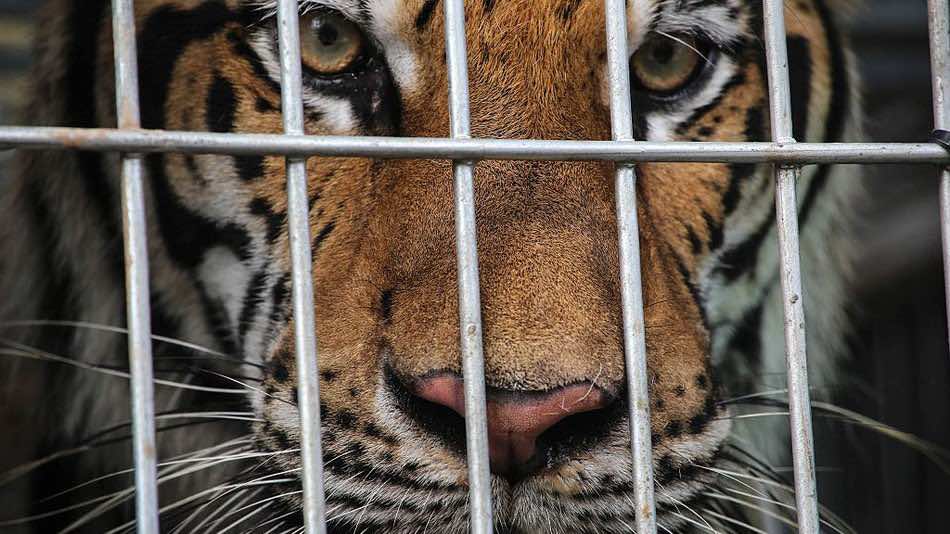 Animal Trafficking in UAE Still a Major Problem