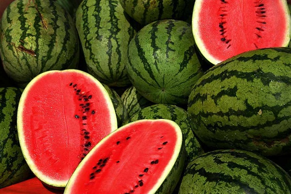 Moroccan Farmer in Chichaoua Uses Human Waste to  Fertilize Watermelon