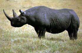 Western Black Rhino officially extinct