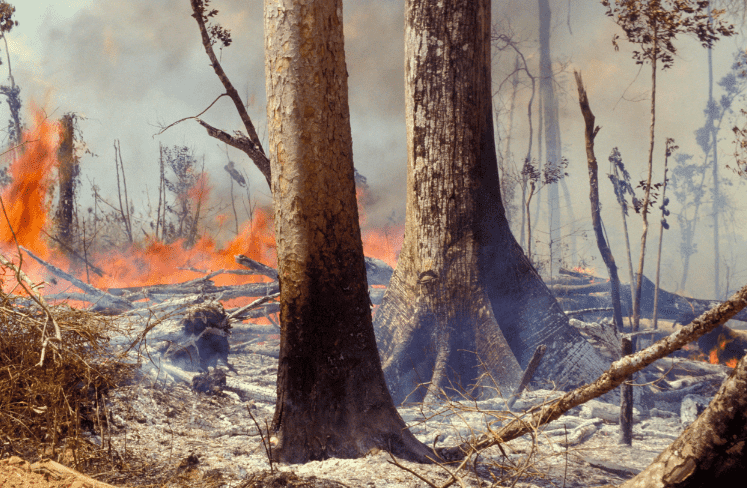 World Leaders Express Deep Concern Over Amazon Rainforest Fires