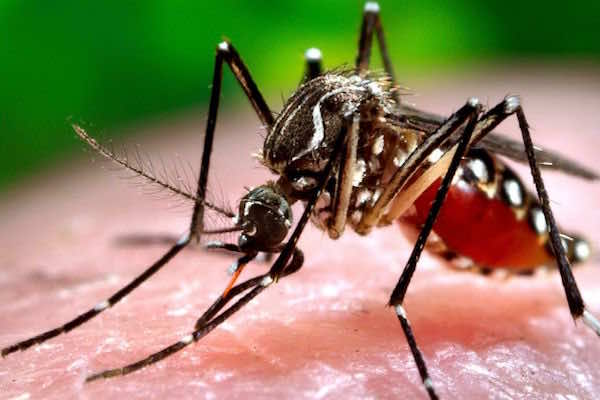 European Commission Invests €45 million in Research to Combat Zika