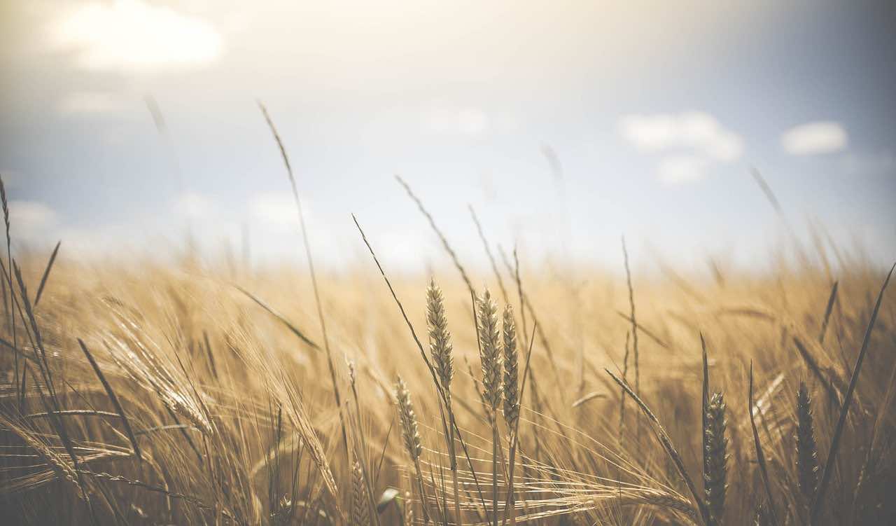 Morocco Joins Islamic Organization for Food Security